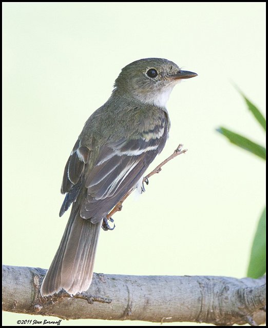 _1SB7197 flycatcher.jpg